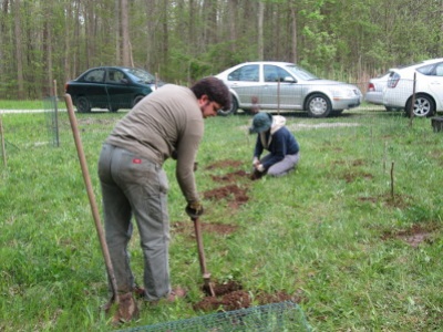 Cherry planting in progress